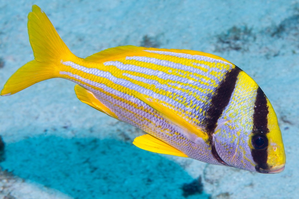 Porkfish